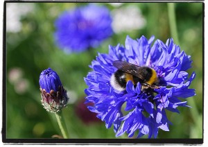 cornflower2